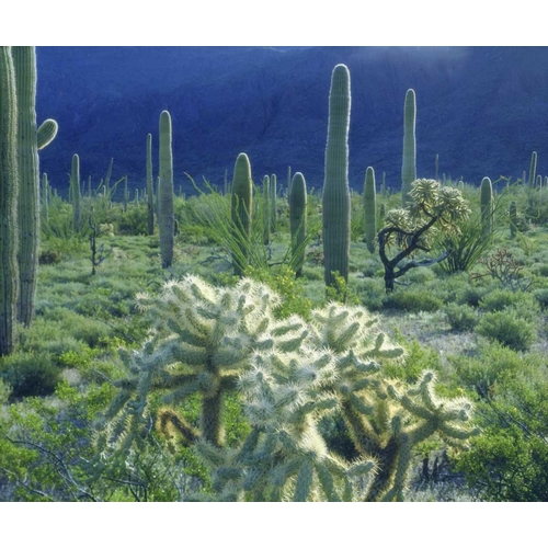 AZ, Organ Pipe Cactus NM Green desert in spring